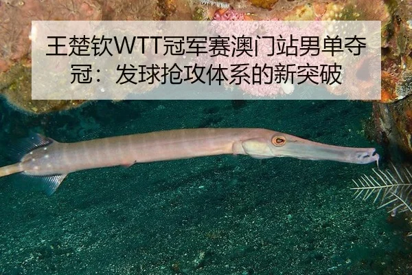 王楚钦WTT冠军赛澳门站男单夺冠：发球抢攻体系的新突破